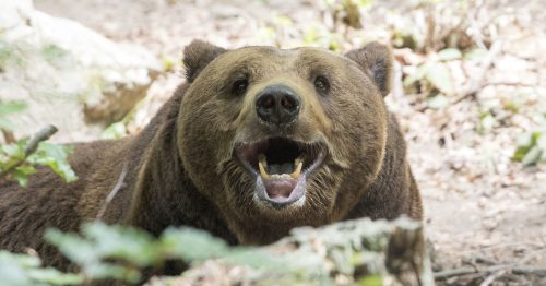 A brown bear at a bear sanctuary near Bansko